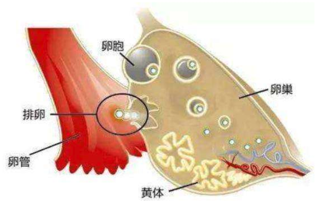 黄体破裂的症状有哪些