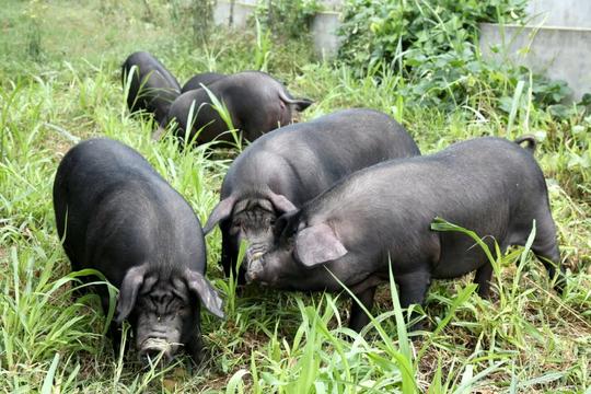 从“田间到餐桌”，缔造全产业链品牌肉猪