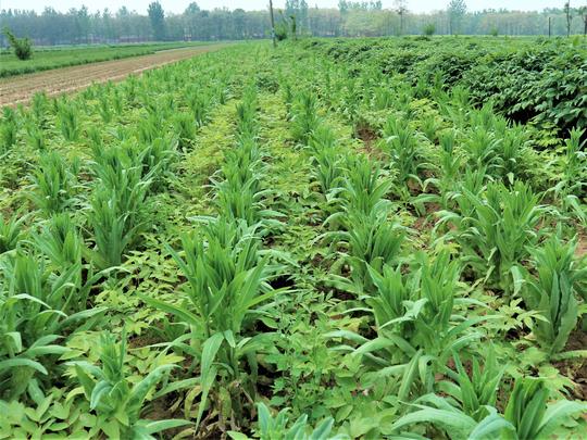 农民种植“最费事的农作物”，一年种植两茬，3亩收入60000元