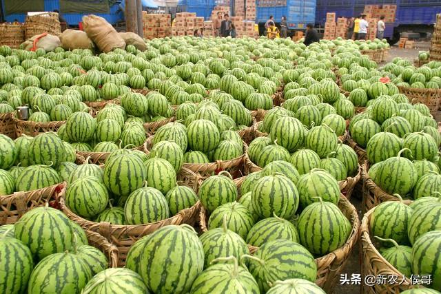 柑橘栽培技术讲解视频（柑橘叶子发黄是怎么回事）