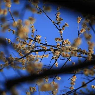 济南市什么花有名