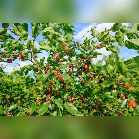 成都市有地铁的飞机场吗的长尾关键词有哪些