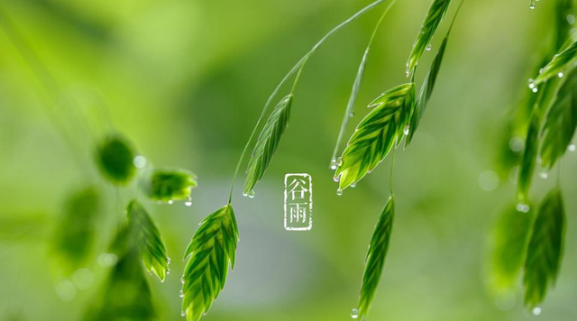 谷雨节气的诗词有哪些