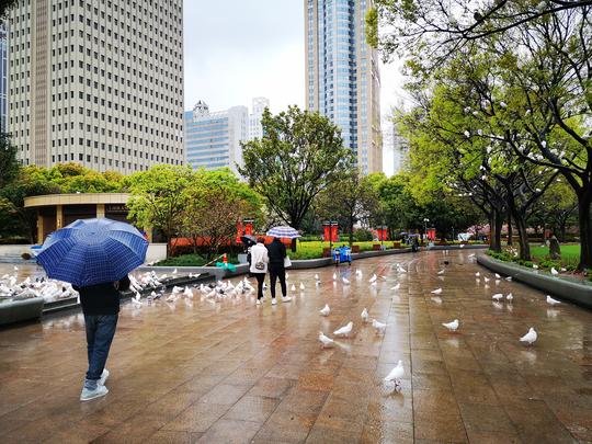 上海人民广场数百只鸽子雨中等候“投食”呆萌可爱很壮观
