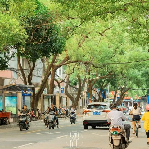 南宁路边的树的相关长尾关键词有哪些