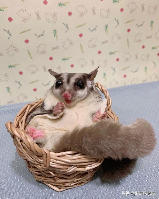 四个月宝宝有哪些补充营养的食物