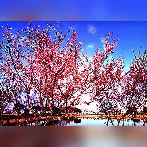 武汉市哪个公园有梅花树
