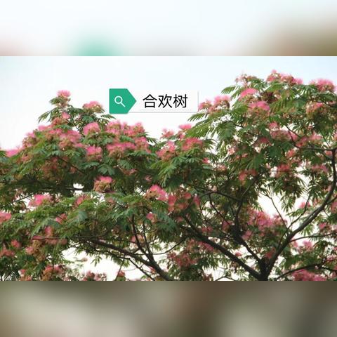 合欢皮什么人不能吃