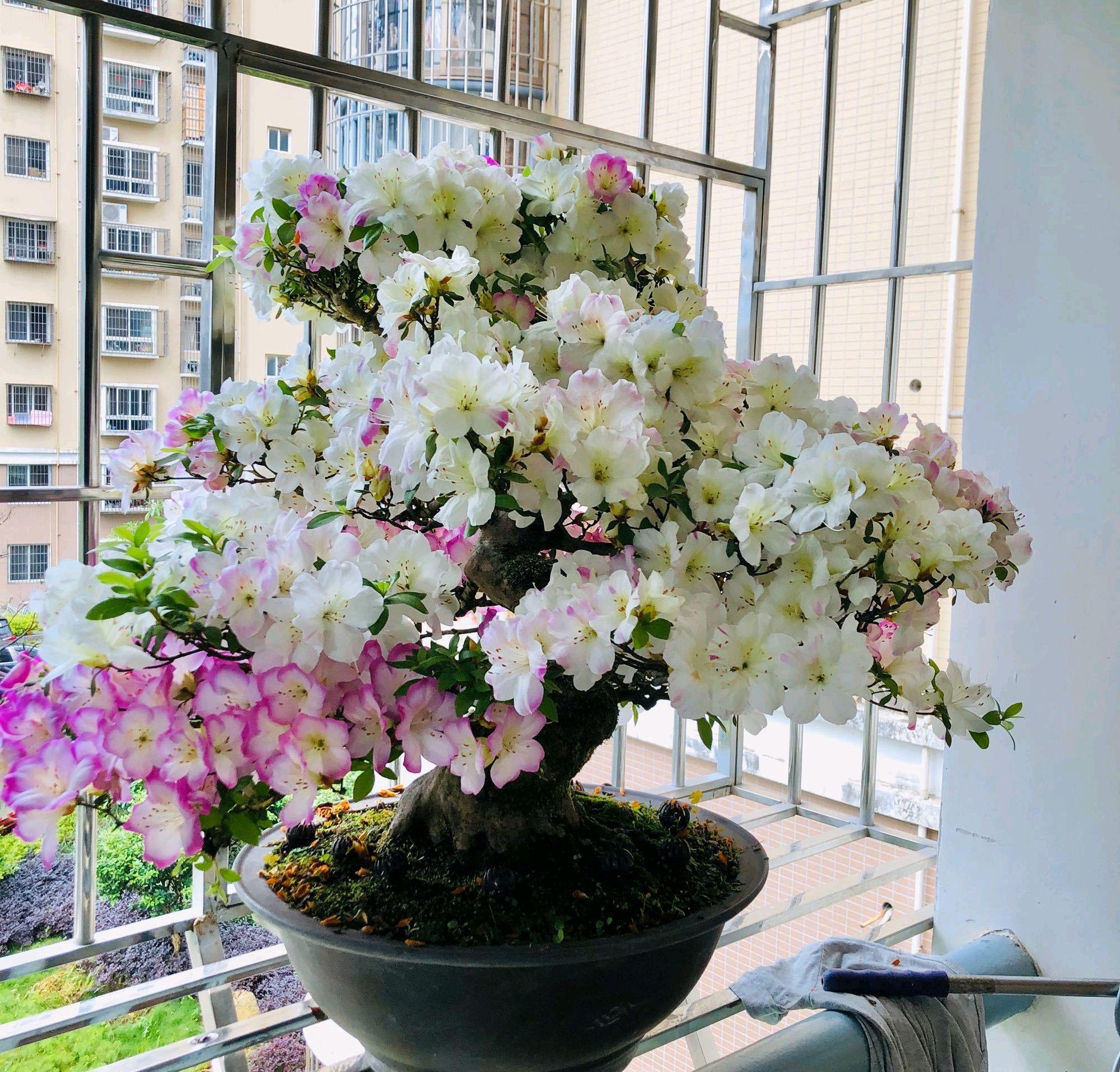 盆栽杜鹃花每天都要浇水吗,杜鹃花冬天开花后如何浇水?