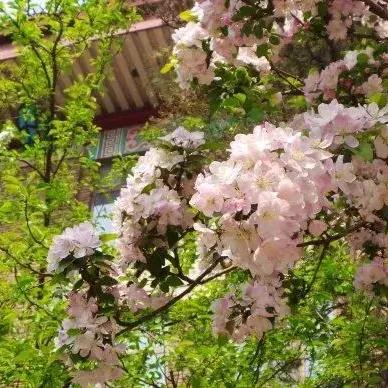 天津哪个梨花好吃