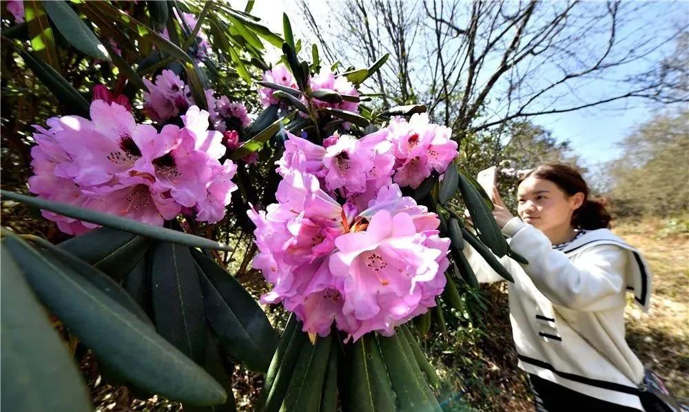 云锦杜鹃盆景,井冈山杜鹃花节是哪天?"