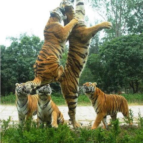 深圳野生动物园在哪个位置相关长尾关键词有哪些