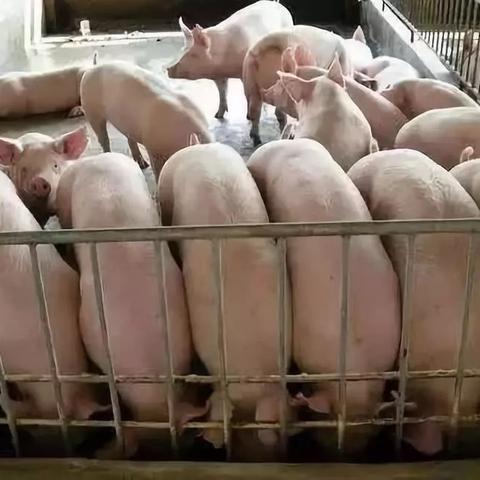 【桂林今日生猪价格】2025年9月9日桂林生猪价格是多少