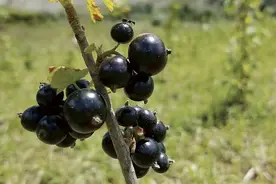 黑加仑是什么水果（黑加仑的营养价值及营养成分）