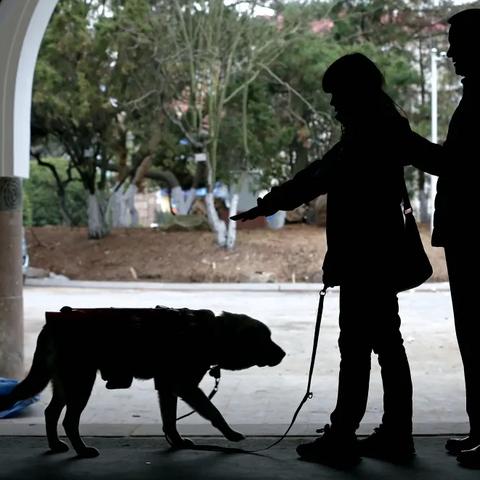 导盲犬电影的长尾关键词有哪些