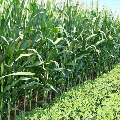 河南的麦子长什么样图片