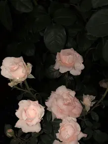 壁纸玫瑰ins高级质感 头条搜索