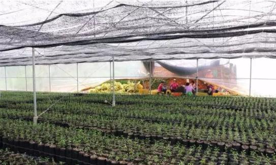 柑橘栽培技术培训方案范文最新（种植柑橘夏季需注意些什么）