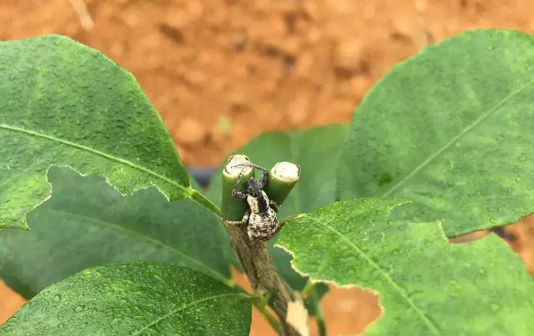 柑橘種植手藝與辦理順口溜_我想把家鄉(xiāng)土特產推廣進來