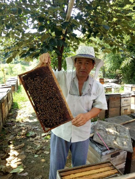 农村养蜂赚钱吗？家族三代养蜂人亲身经历告诉你
