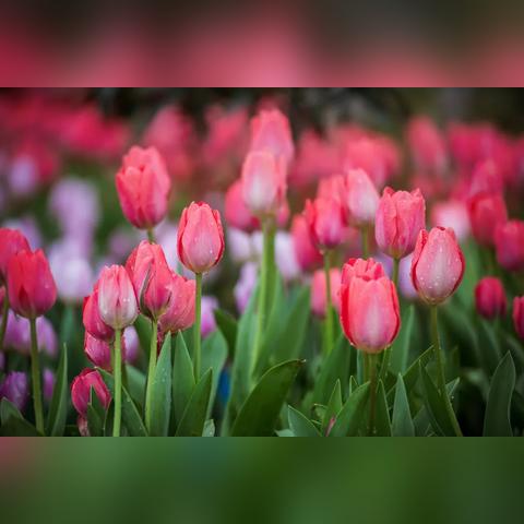 青秀山哪个门比较好玩？