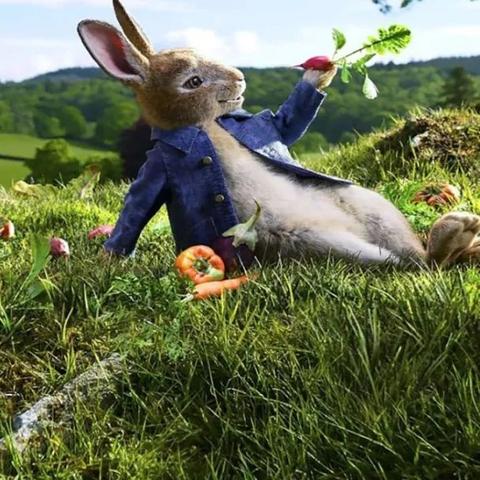 【天津维恩宠物】长尾关键词有什么