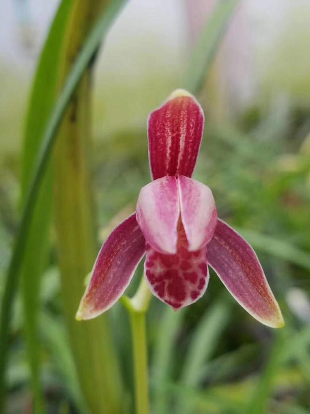 兰花种植用什么土最好,兰花盆里适合种什么草?