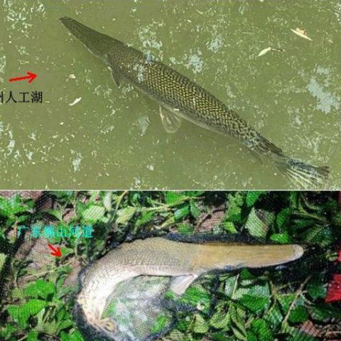 [苏州肉食店]相关长尾关键词有哪些