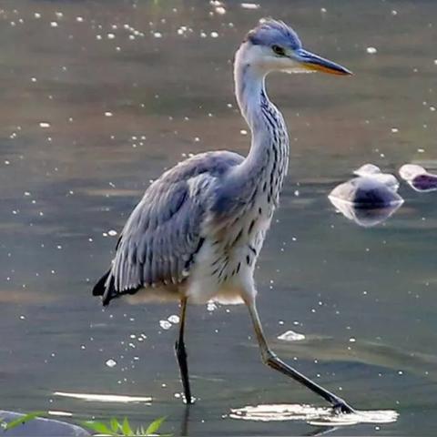 保定市养殖猪公司有哪些