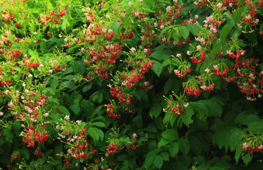 8种真正的“爬墙花”，花期长花量大，打造花墙一年就能爬满