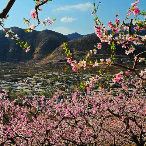 保定市桃花拍摄的长尾关键词有什么