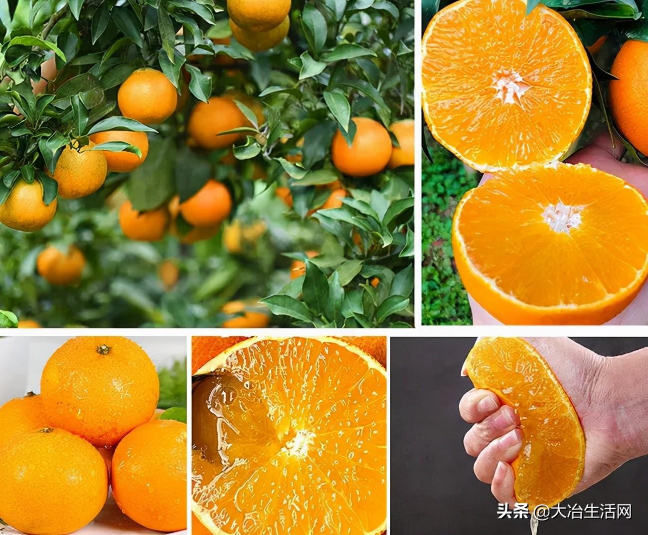 爱媛果冻橙是杂交品种吗（哪种橙子出汁率高）