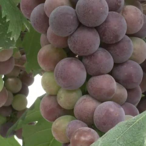 温州市哪里有卖草莓蛋糕