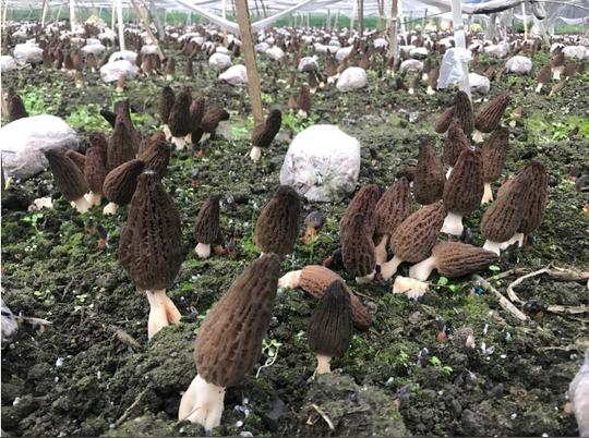 明润农业打造食用菌品牌扶农助农做大菌产业