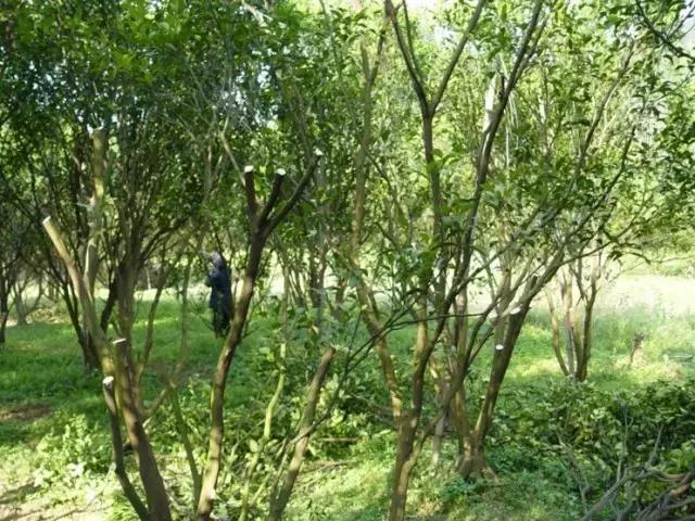 柑橘栽培技术与管理（广甘柑种植技术与管理）