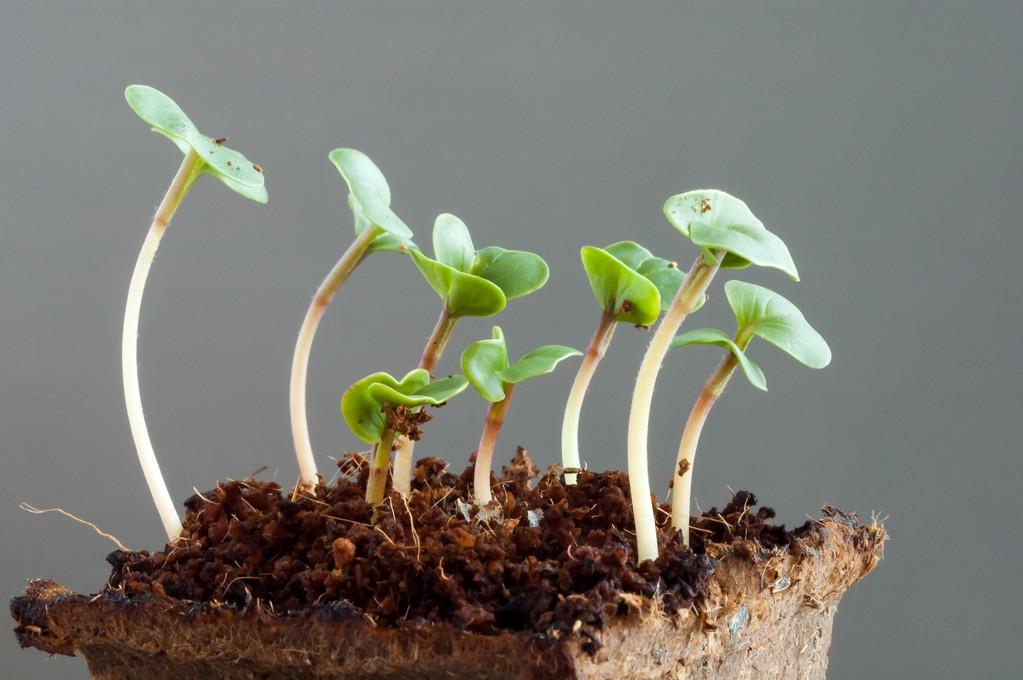 盆栽植物有飞虫,为什么绿植周边突然出现好多虫子?