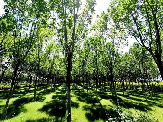 【奋斗百年路启航新征程】绿色涵养锦绣城活力津南展新篇