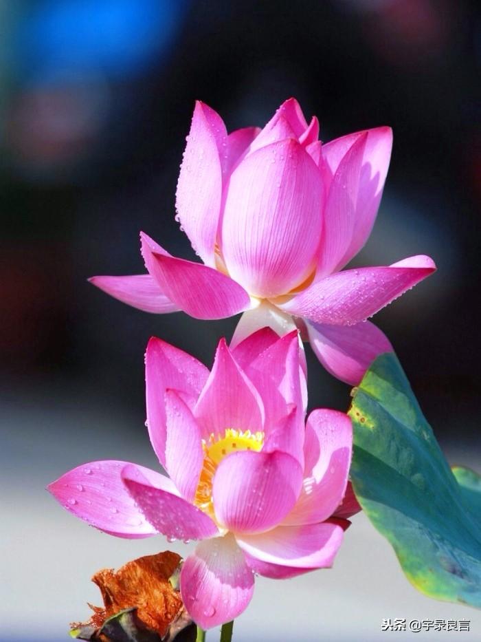 星星之火的下一句是什么