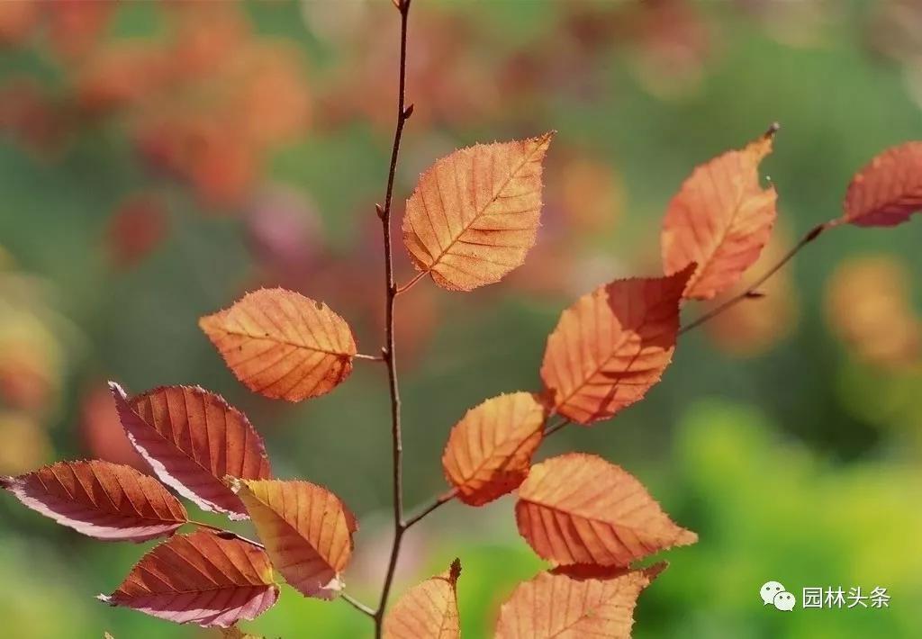 榉树的价值,全世界最漂亮的花树?