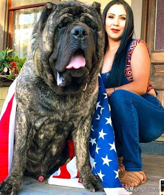 一种冷门的猛犬，血统是极品中精品，欧洲人称它为护卫兽