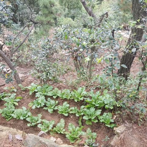 无锡市枇杷园在哪里