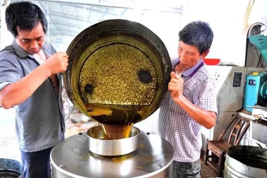 农村榨油了，农户免费榨还负责拉，菜籽渣得留下，作坊咋赚钱？