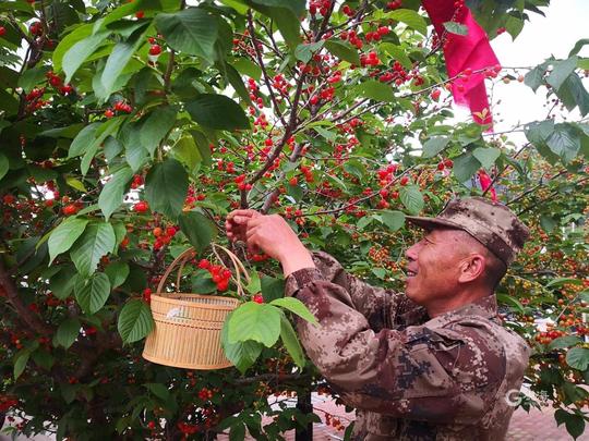 4000多亩山色峪樱桃熟了，入园采摘每人40元左右，速约