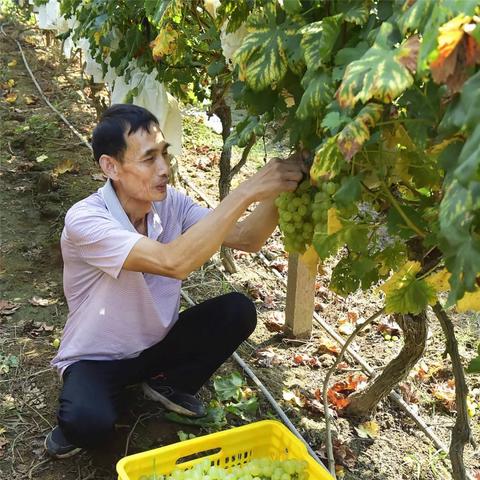 桂林市哪里葡萄苗好批发