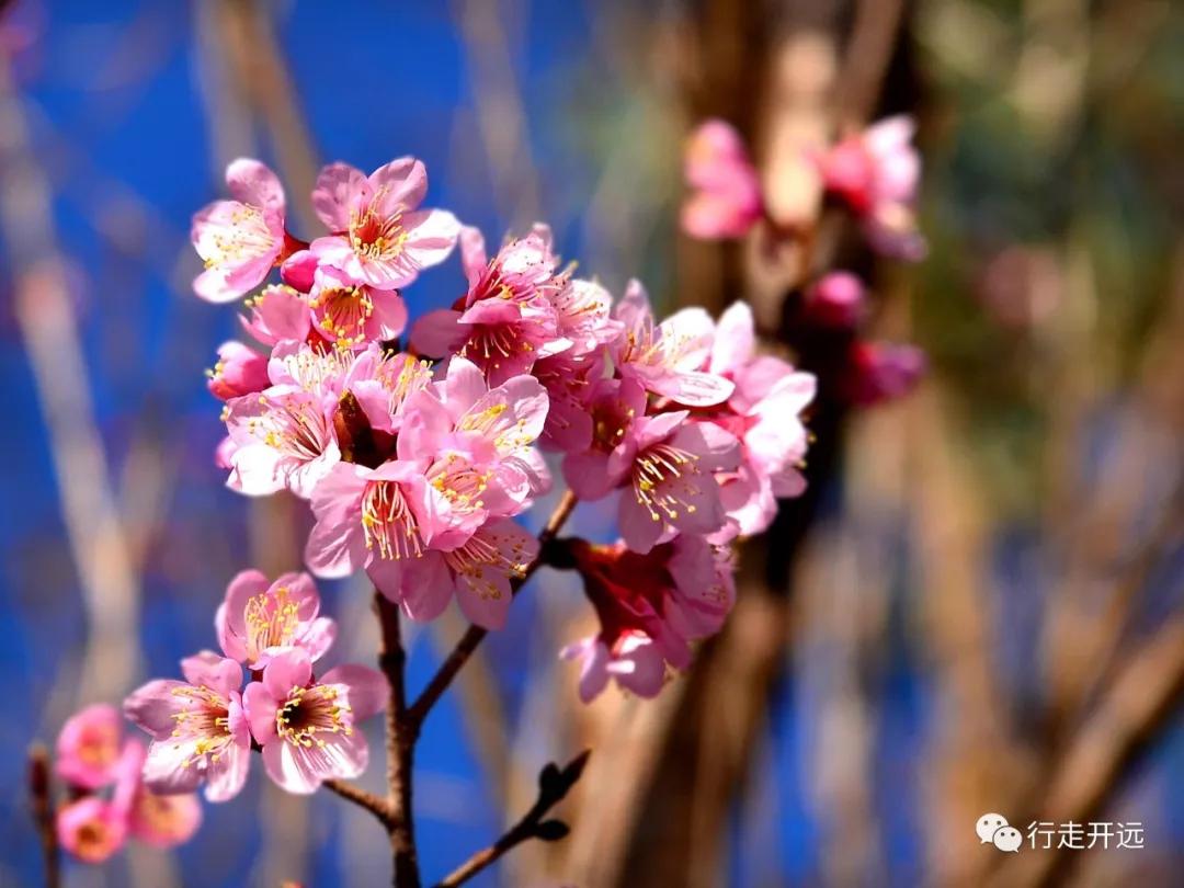 粉樱花的花语是什么,世界上最温暖的花含义?"