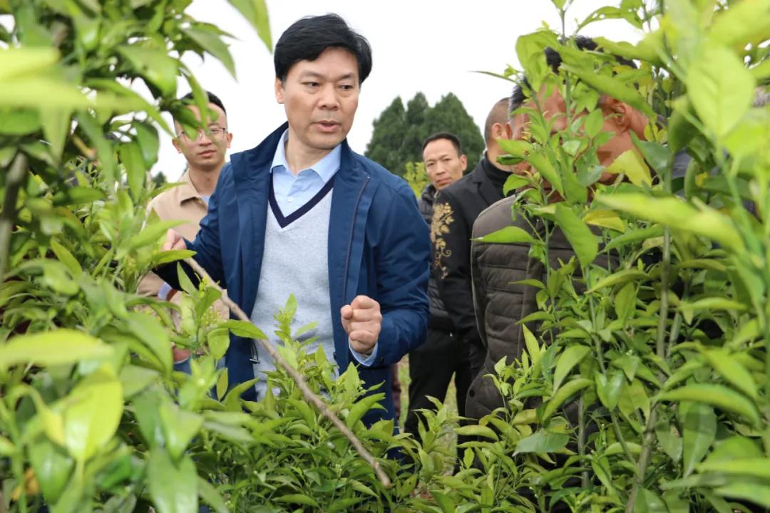 乡镇柑橘栽培技术培训总结（如何做好柑桔树的控梢促花保花保果和预防采摘前落果工作）