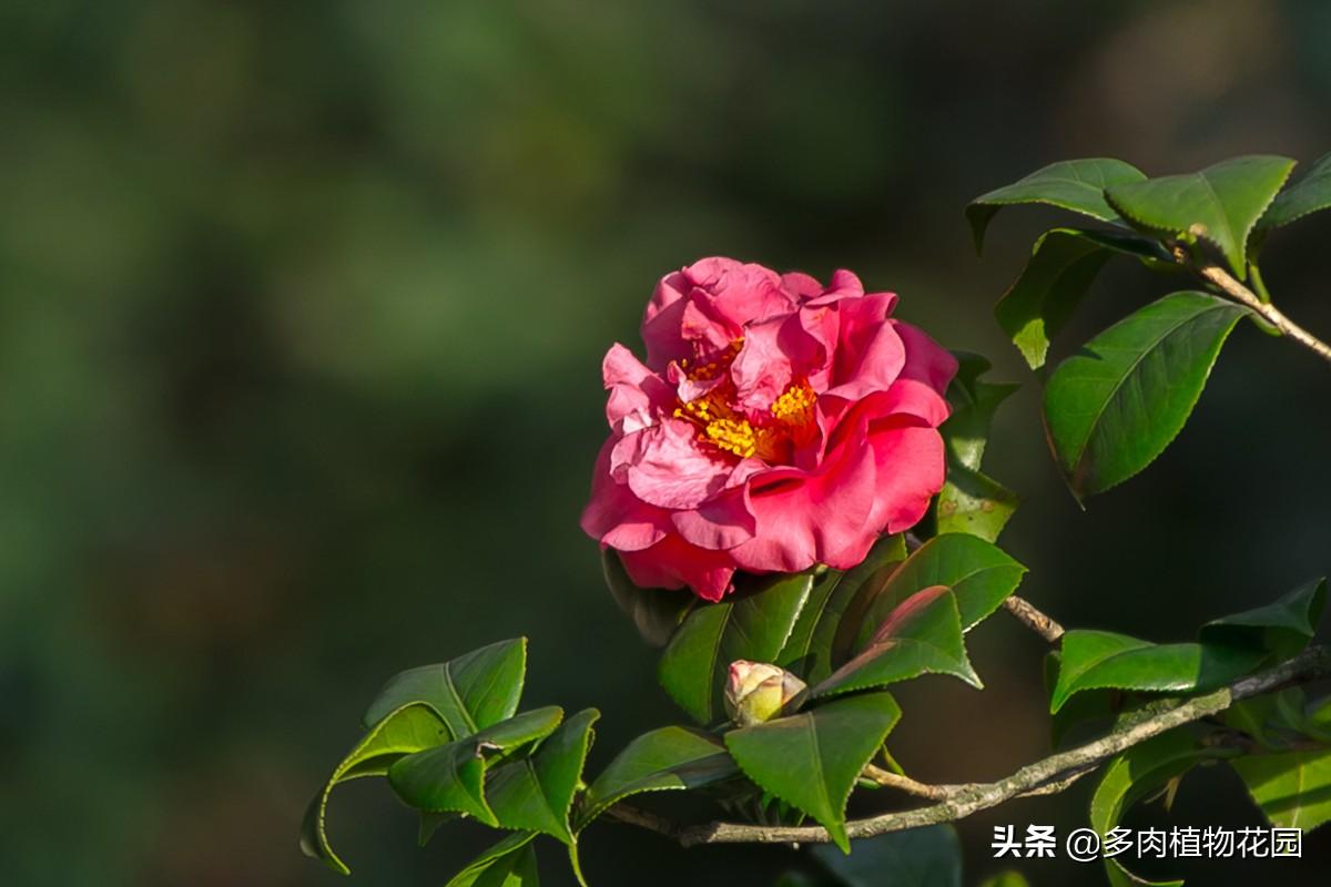 盆栽茶花如何过冬,茶花最低耐寒度?