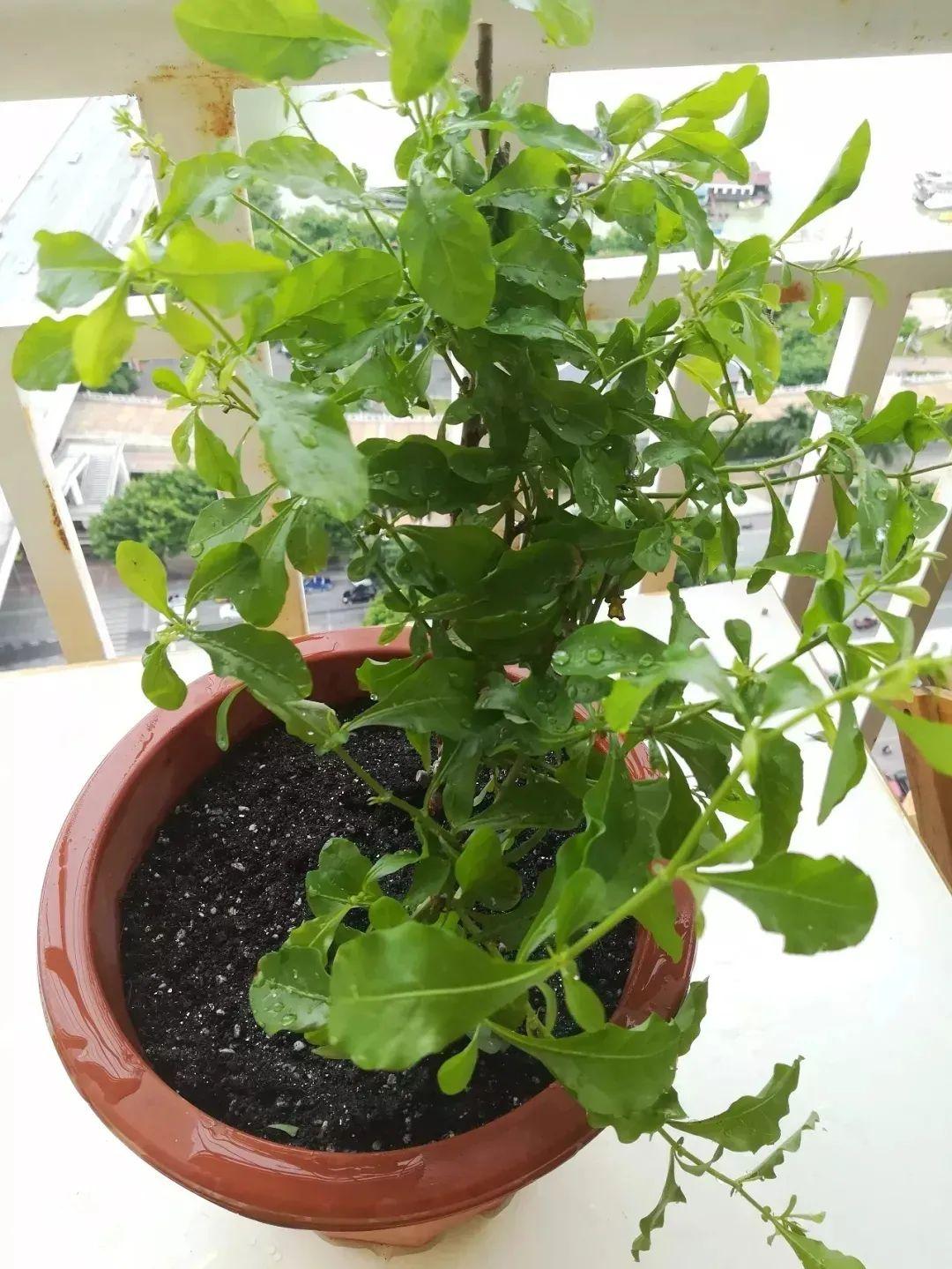 夏天适宜种植的盆栽花卉,农村庭院墙根很爱种植一些薄荷?