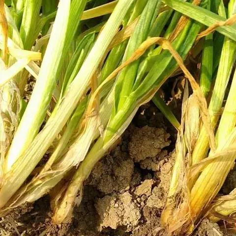 联苯(联苯噻虫胺杀什么虫) 联苯(联苯噻虫胺杀什么虫)