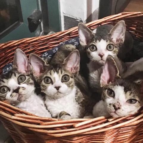 广州家养德文相关长尾关键词有哪些